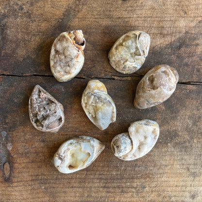 Seashells on a wooden surface