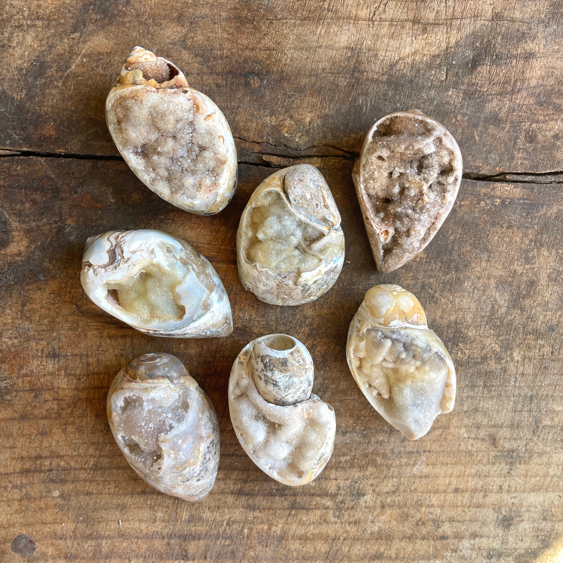 Seashells on a wooden surface