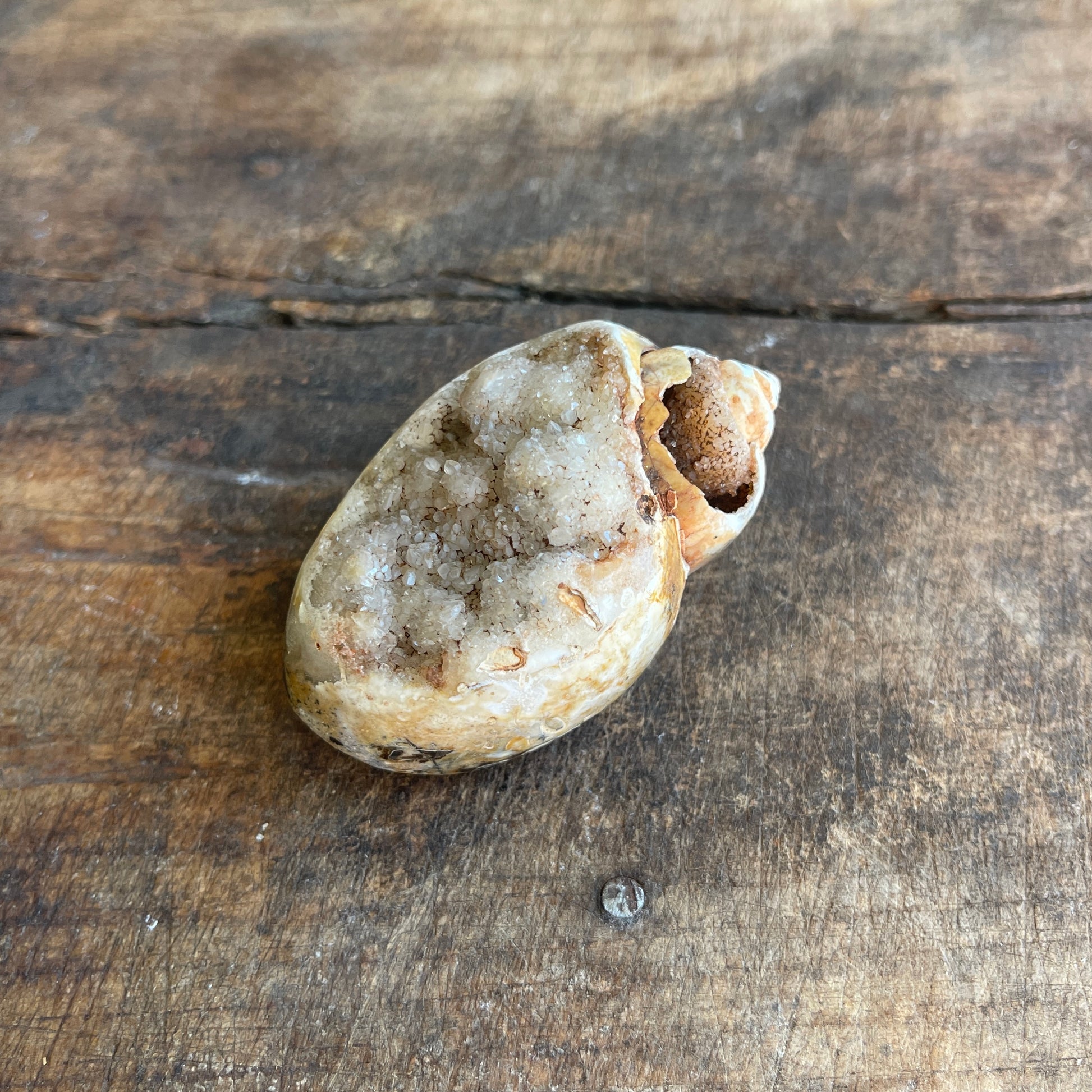 Geode inside a shell on a wooden surface