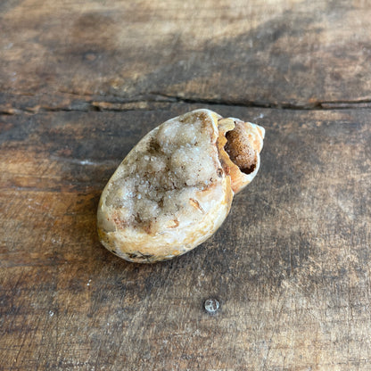Geode inside a shell on a wooden surface