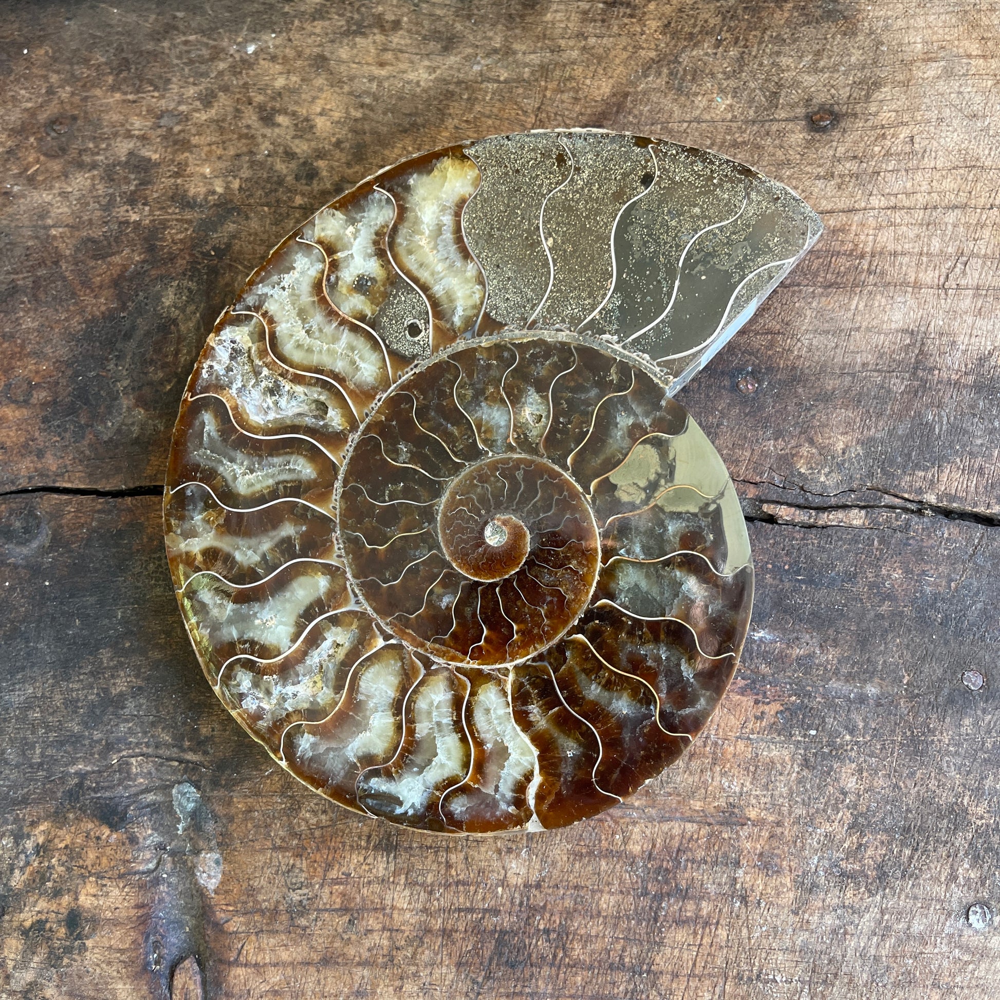 Ammonite fossil on a wooden surface