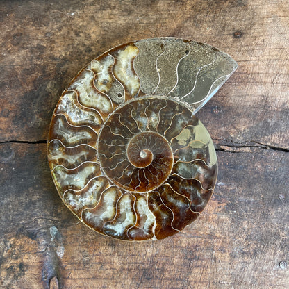 Ammonite fossil on a wooden surface