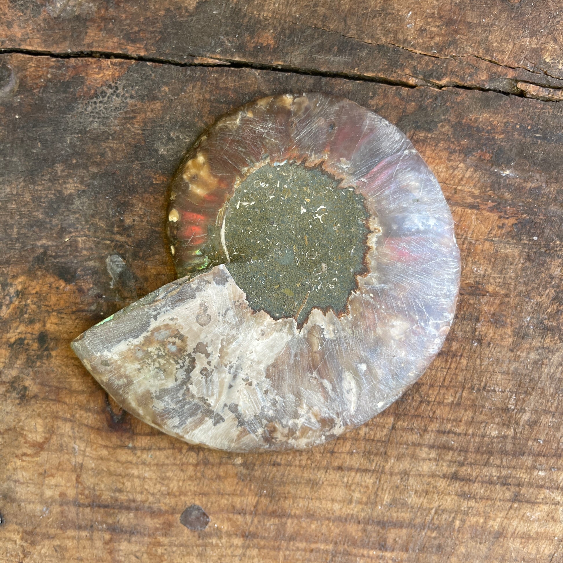 Fossilized ammonite on a wooden surface