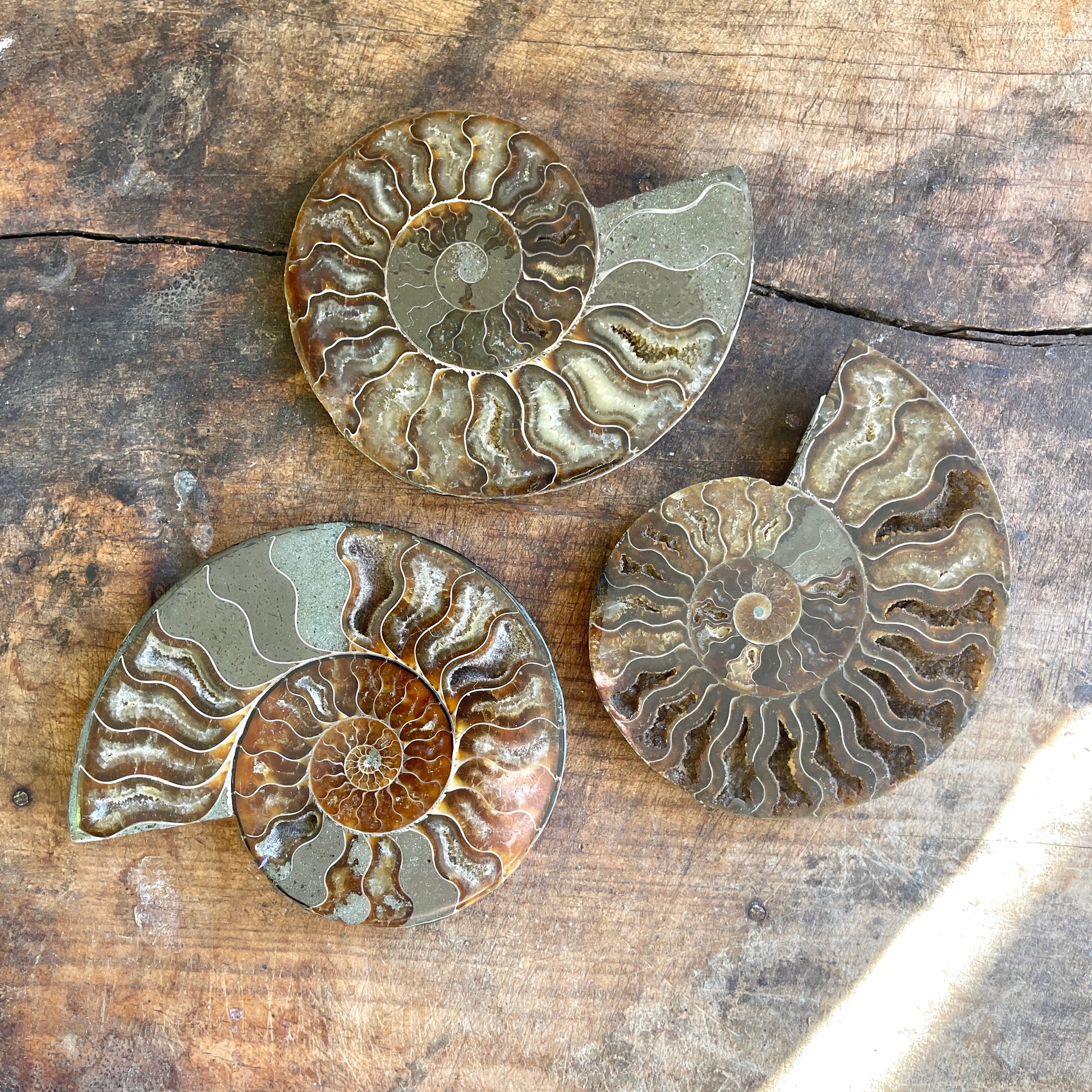 Three ammonite fossils on a wooden surface