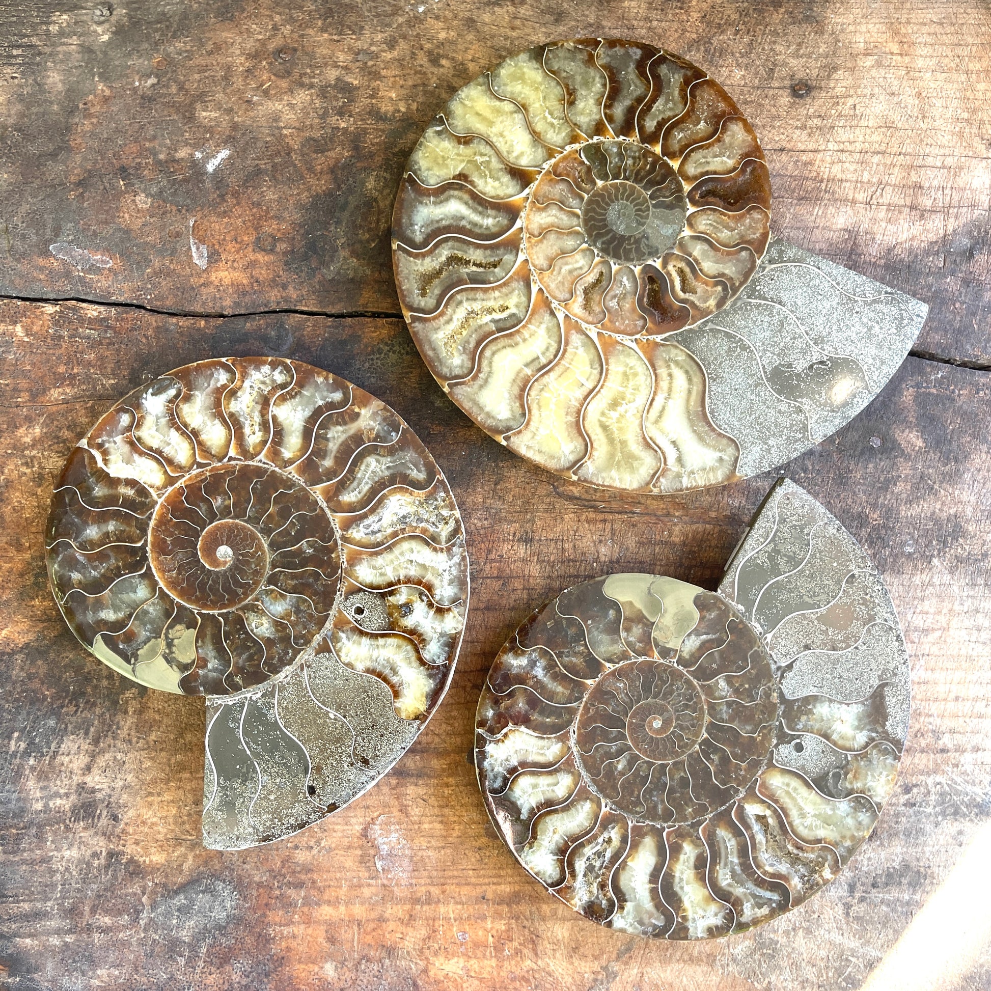 Three ammonite fossils on a wooden surface