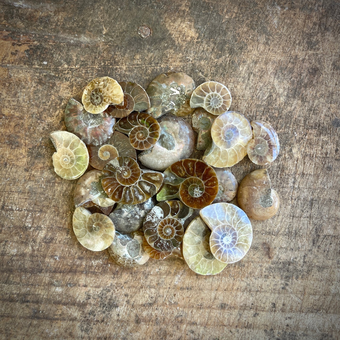 Collection of ammonite fossils on a wooden surface