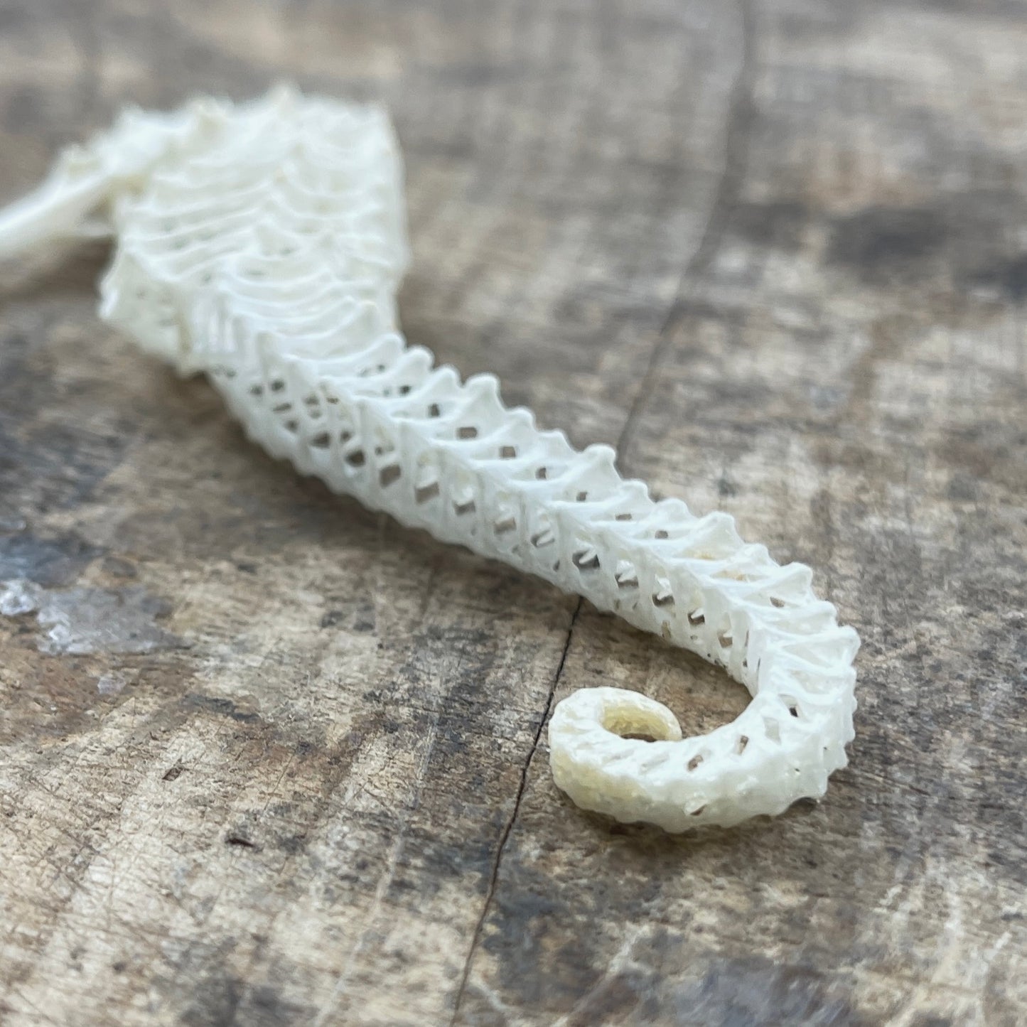 Seahorse skeleton on a wooden surface