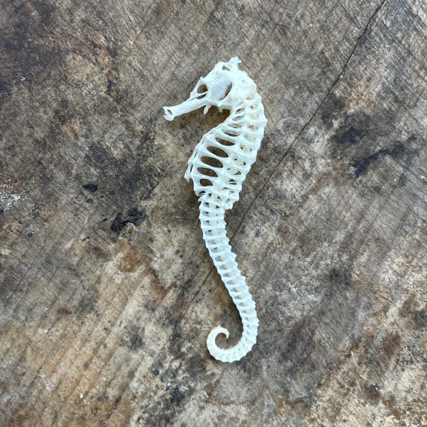 Seahorse skeleton on a wooden surface