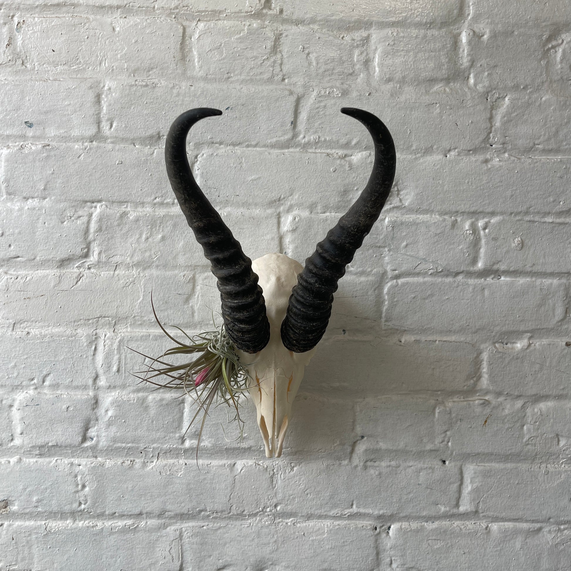 Male springbok with airplants in eye socket hanging on a white brick wall