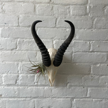 Male springbok with airplants in eye socket hanging on a white brick wall