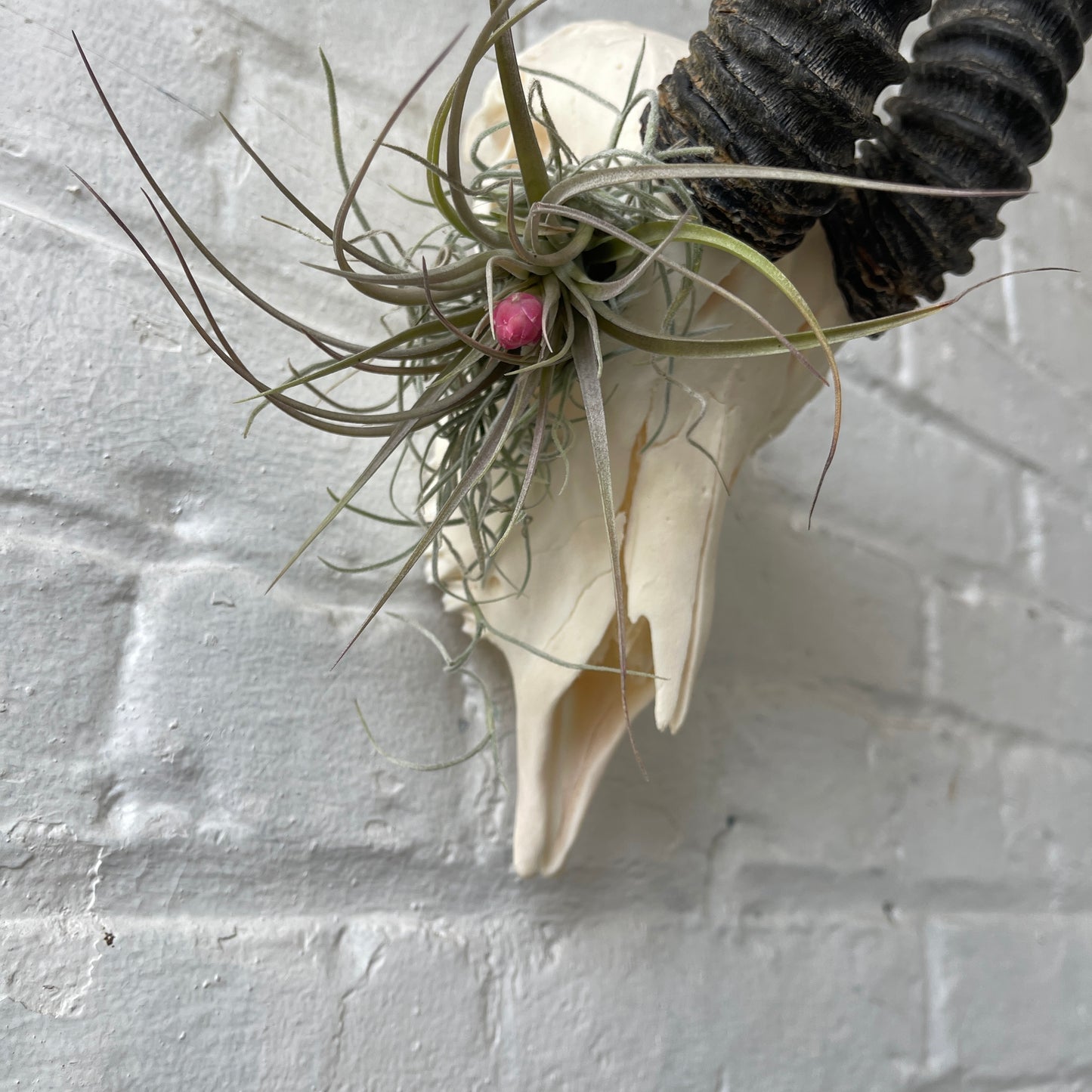 Male springbok with airplants in eye socket hanging on a white brick wall