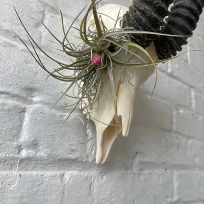 Male springbok with airplants in eye socket hanging on a white brick wall