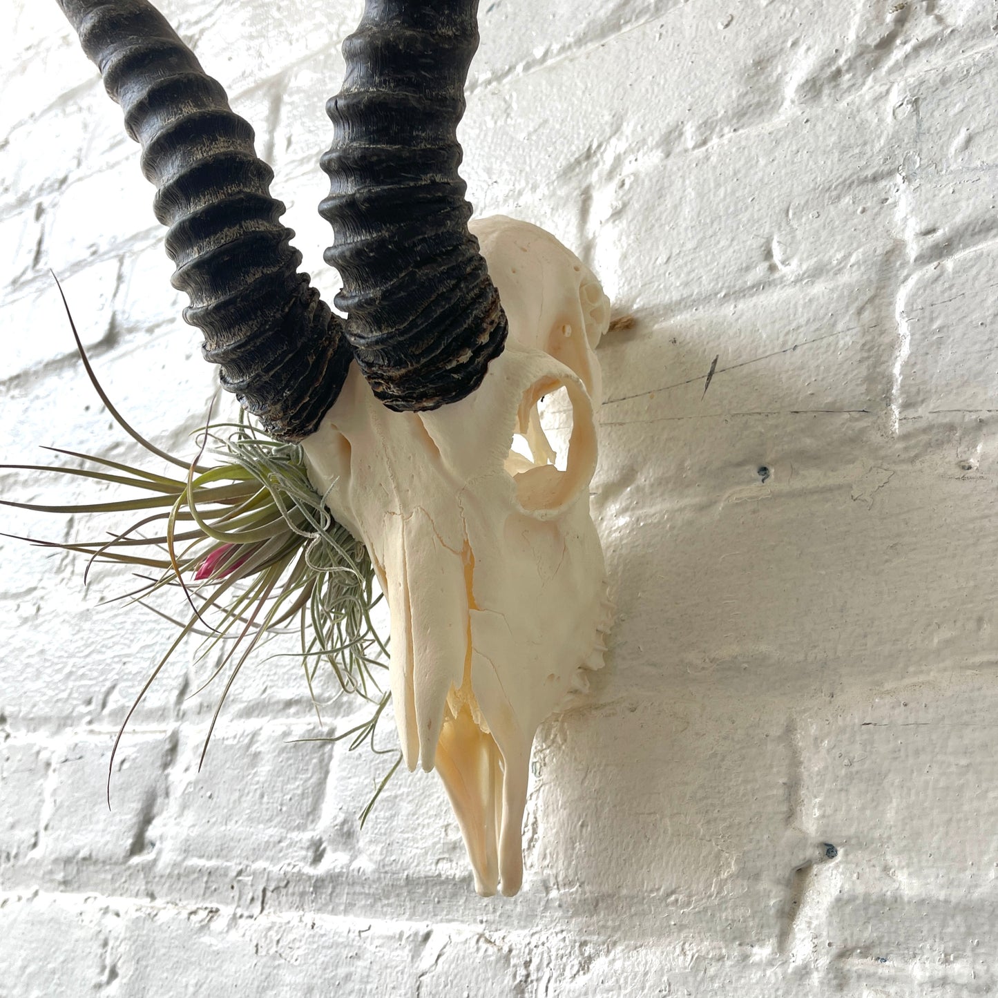 Male springbok with airplants in eye socket hanging on a white brick wall