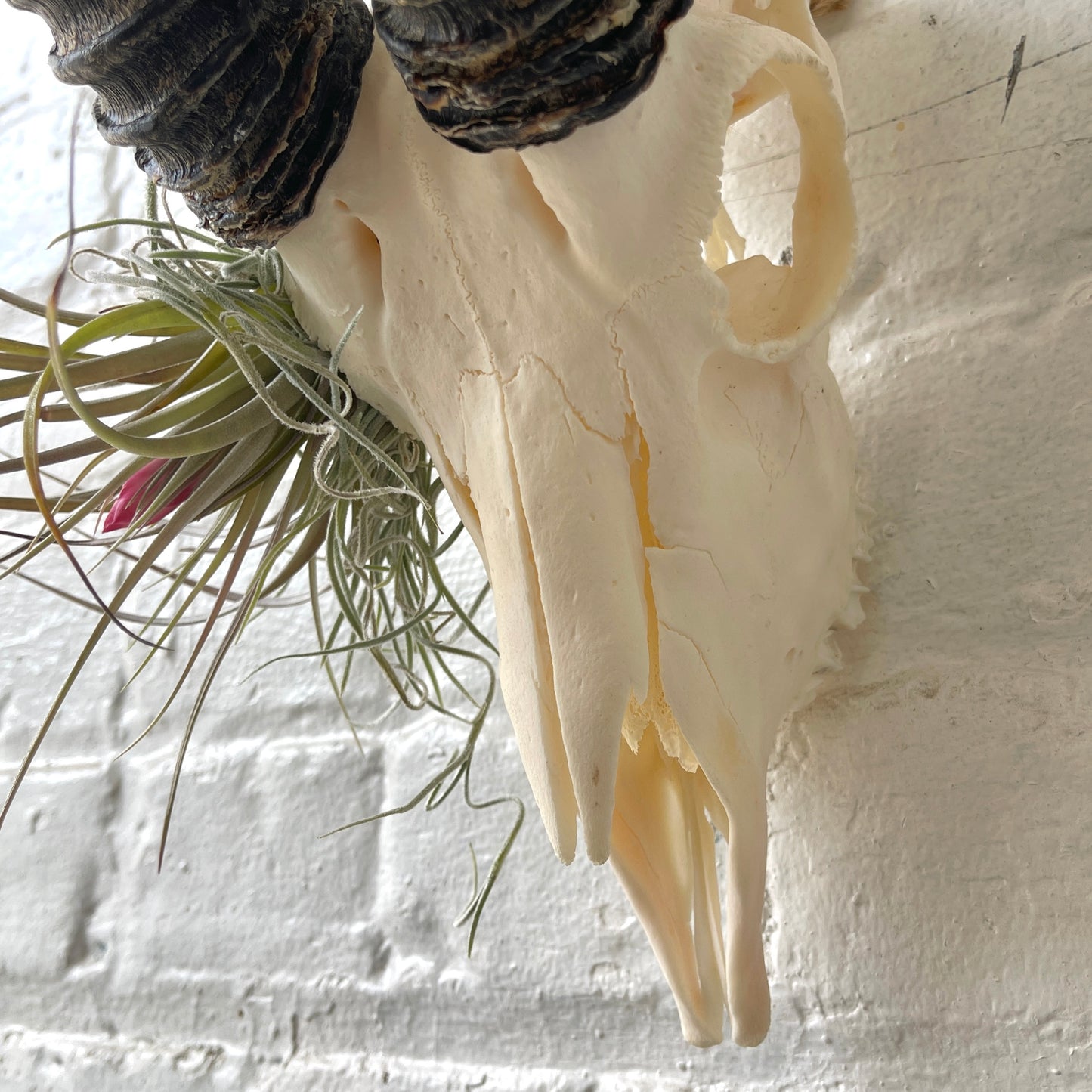 Male springbok with airplants in eye socket hanging on a white brick wall