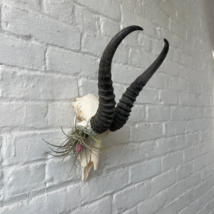 Male springbok with airplants in eye socket hanging on a white brick wall