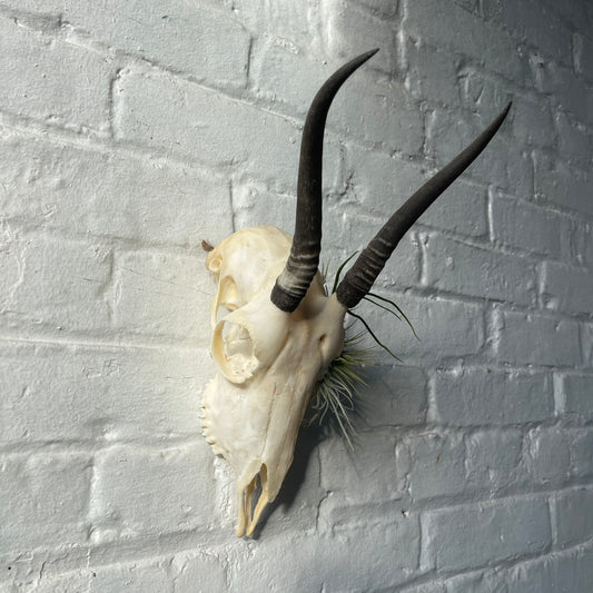 Female springbok skull with airplants in an eye socket on a white brick wall