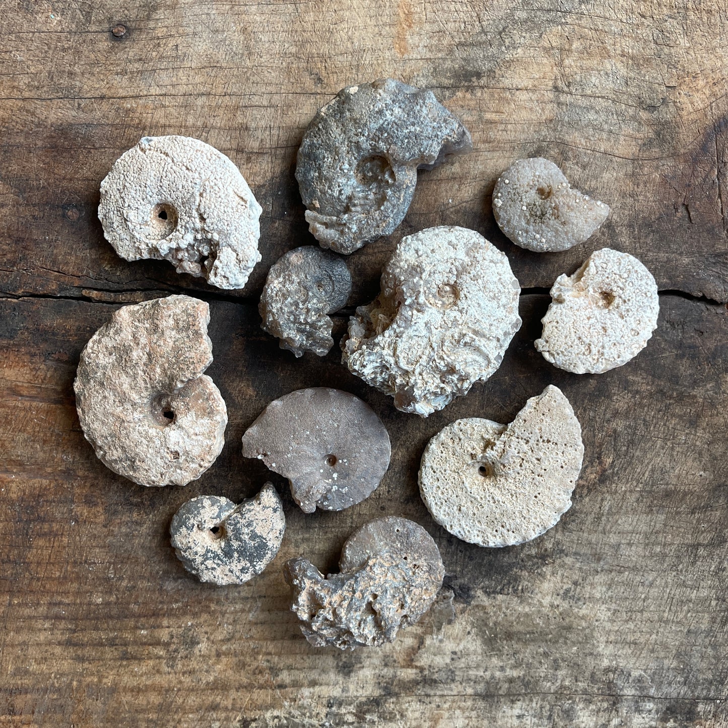 Chalcedony Replaced Ammonite Fossil