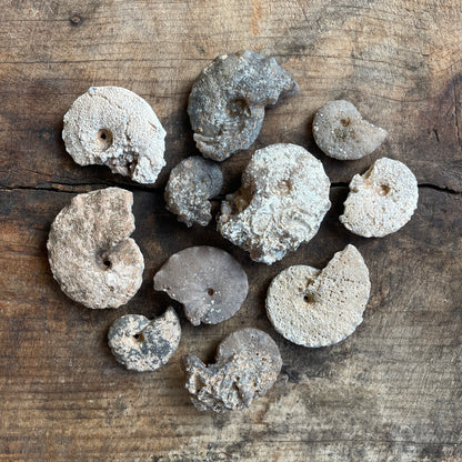 Chalcedony Replaced Ammonite Fossil