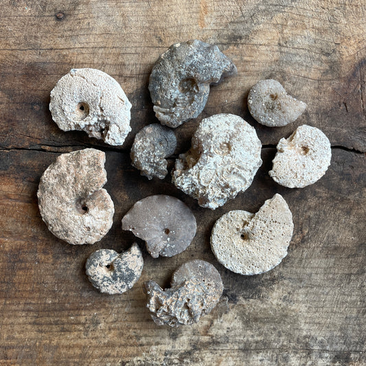 Chalcedony Replaced Ammonite Fossil