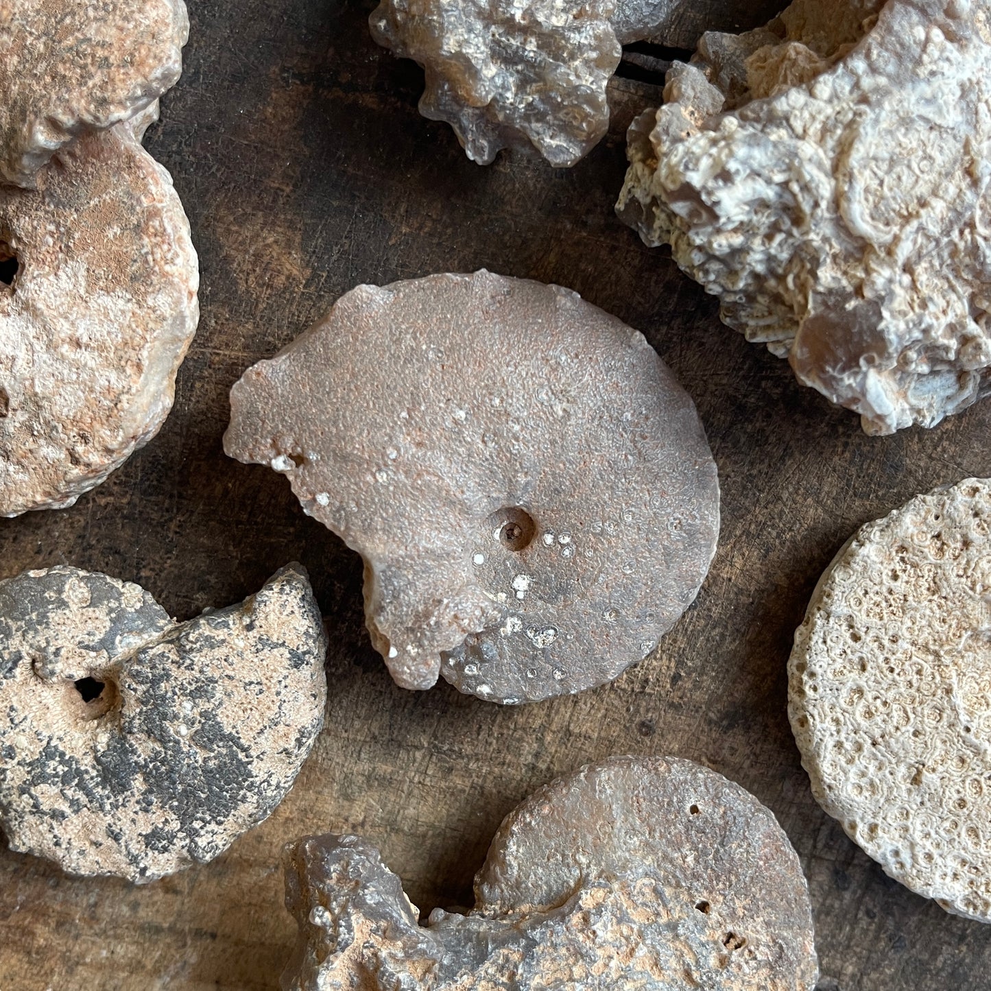 Chalcedony Replaced Ammonite Fossil