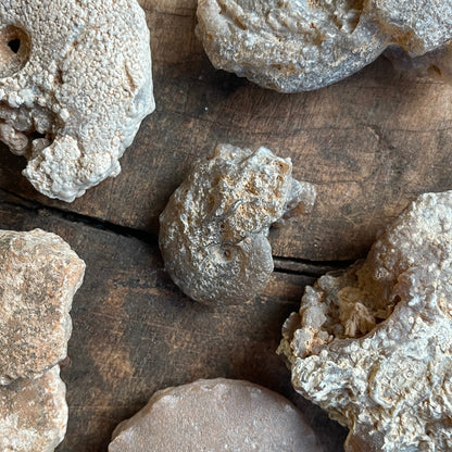 Chalcedony Replaced Ammonite Fossil