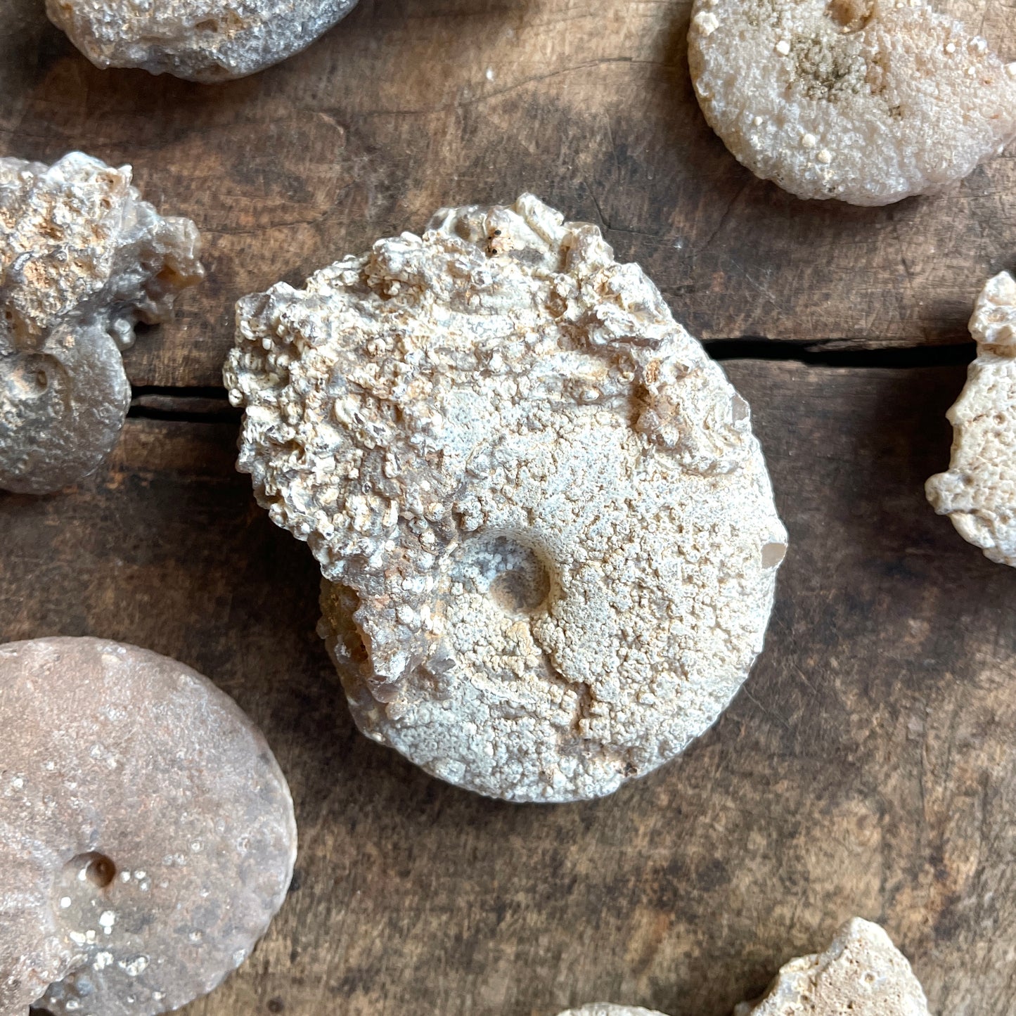 Chalcedony Replaced Ammonite Fossil