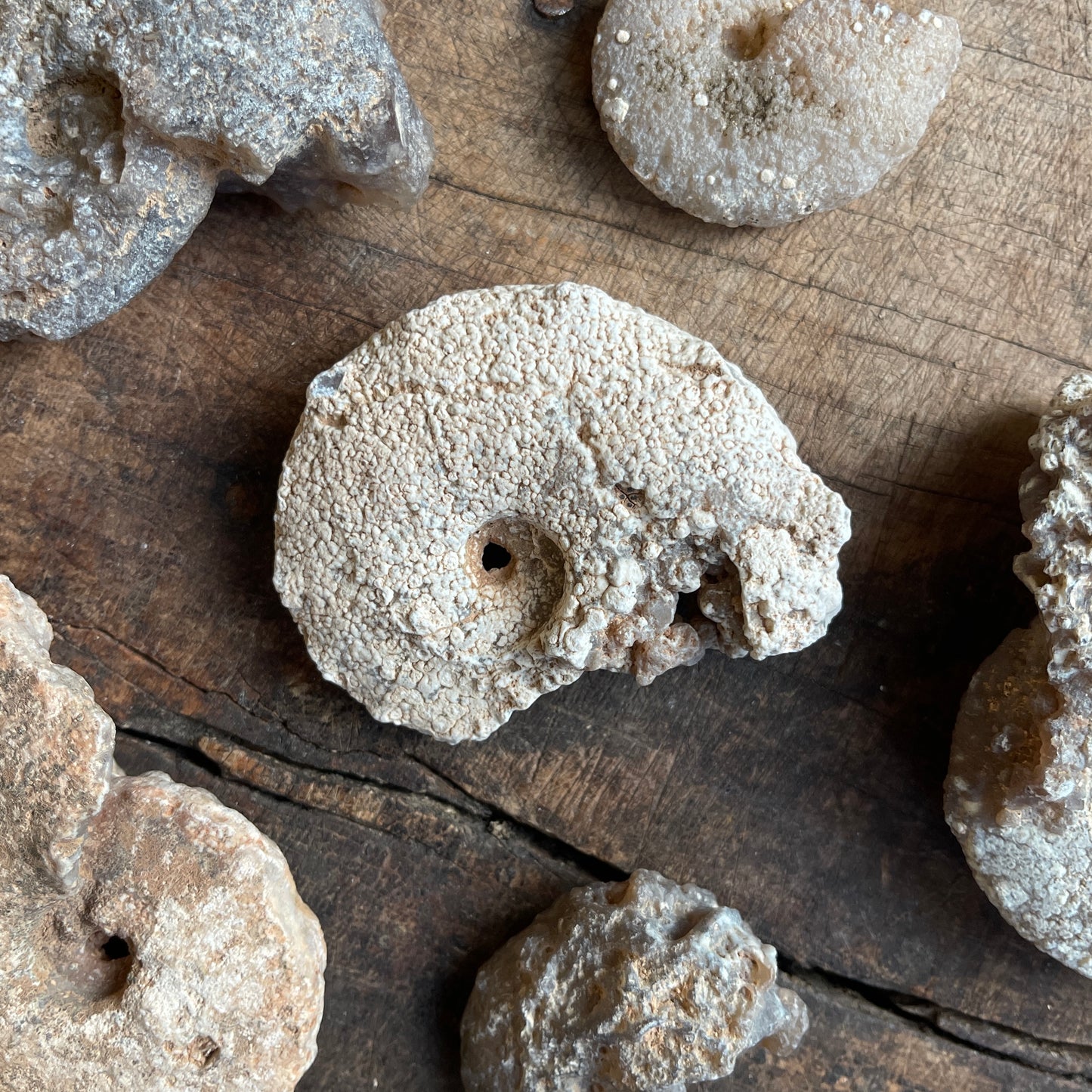 Chalcedony Replaced Ammonite Fossil