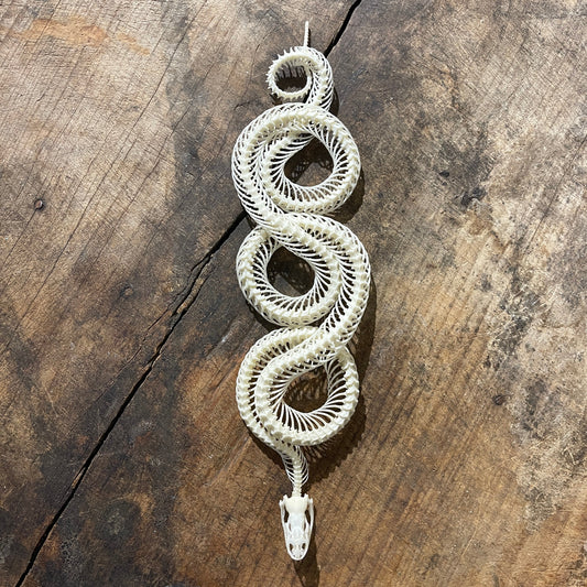 Snake skeleton on wooden Surface