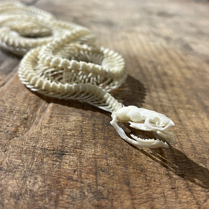 Articulated Snake Skeleton | Viper