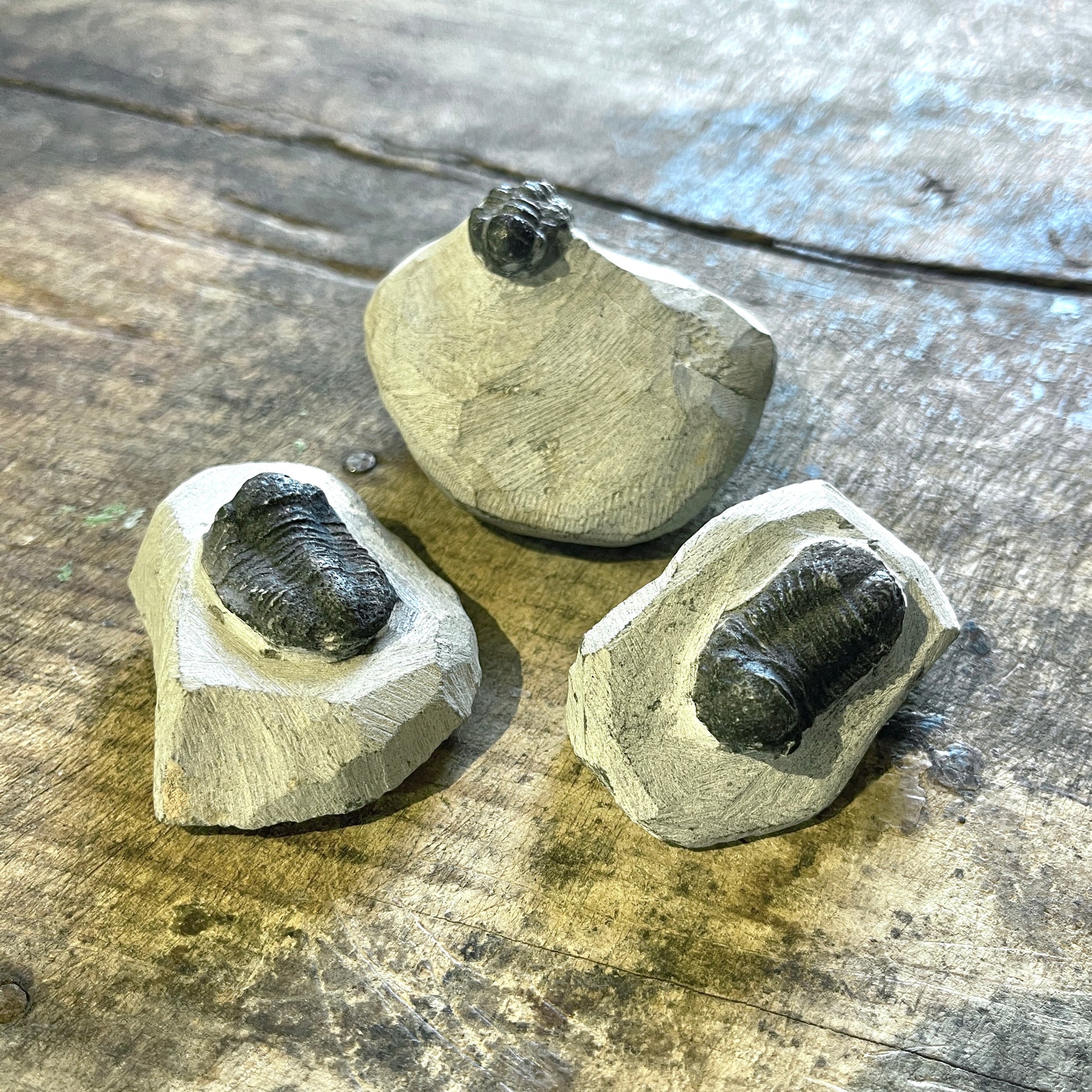 3 trilobite fossils on wooden surface