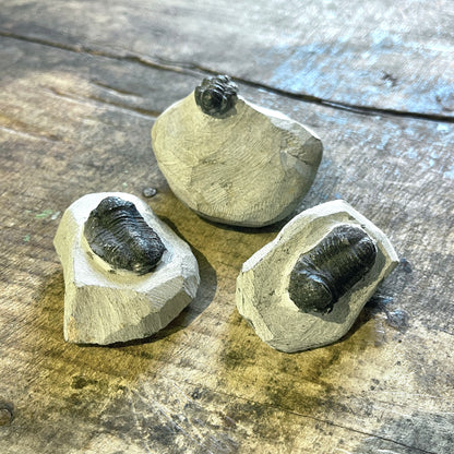 3 trilobite fossils on wooden surface