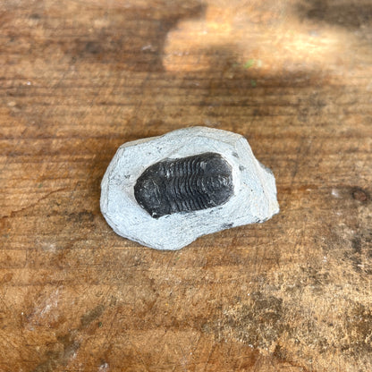 trilobite fossil on wooden surface