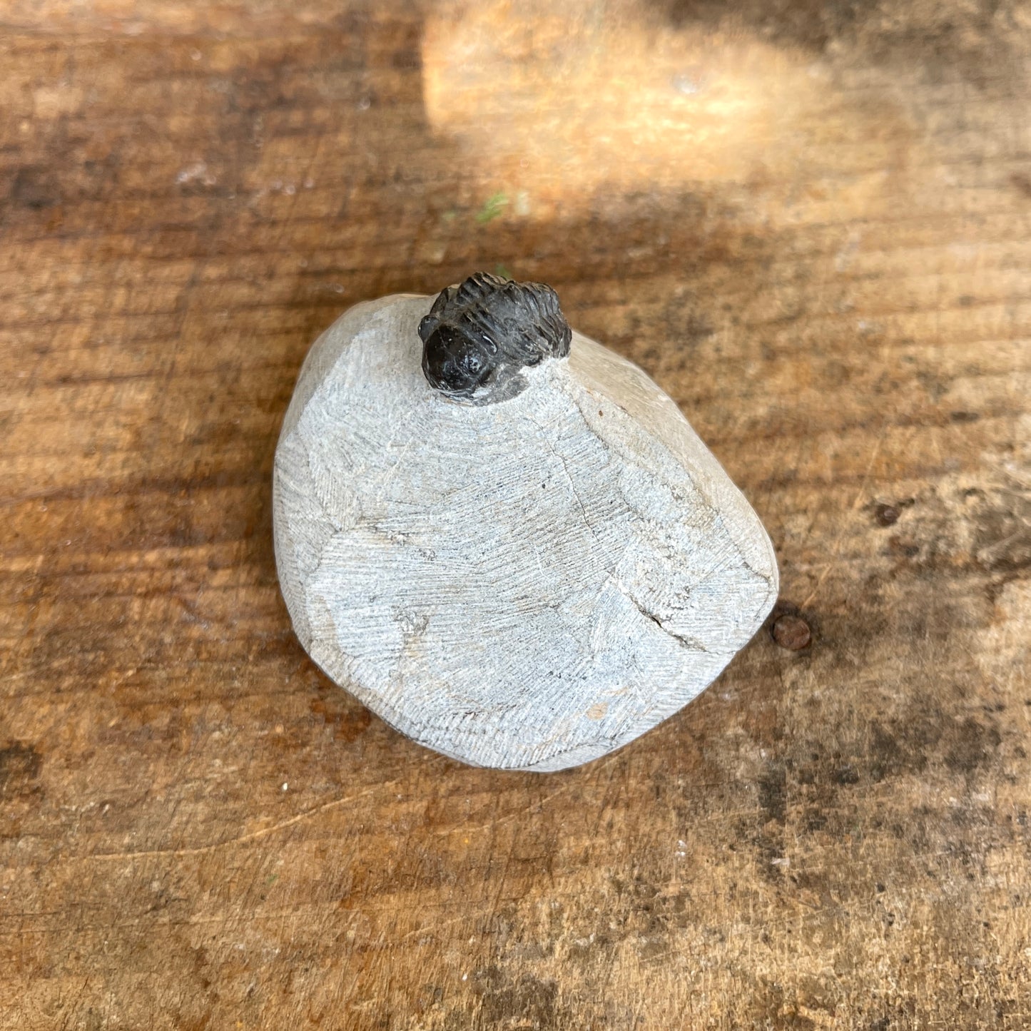 Trilobite Fossil In Matrix
