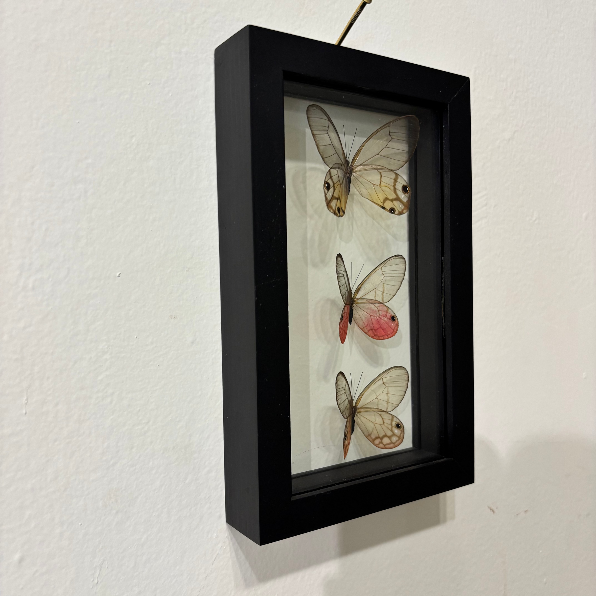 A black rectangular shadow box frame hanging on a white wall, containing three preserved butterfly specimens mounted vertically on a light background.