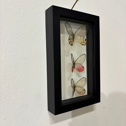 A black rectangular shadow box frame hanging on a white wall, containing three preserved butterfly specimens mounted vertically on a light background.