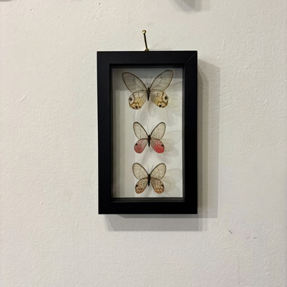 A black rectangular shadow box frame hanging on a white wall, containing three mounted butterfly specimens with varied wing colors, including one pair with reddish accents.
