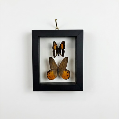 A black square shadow box frame hanging on a white wall, containing three preserved butterfly and moth specimens with orange, black, and brown wings.