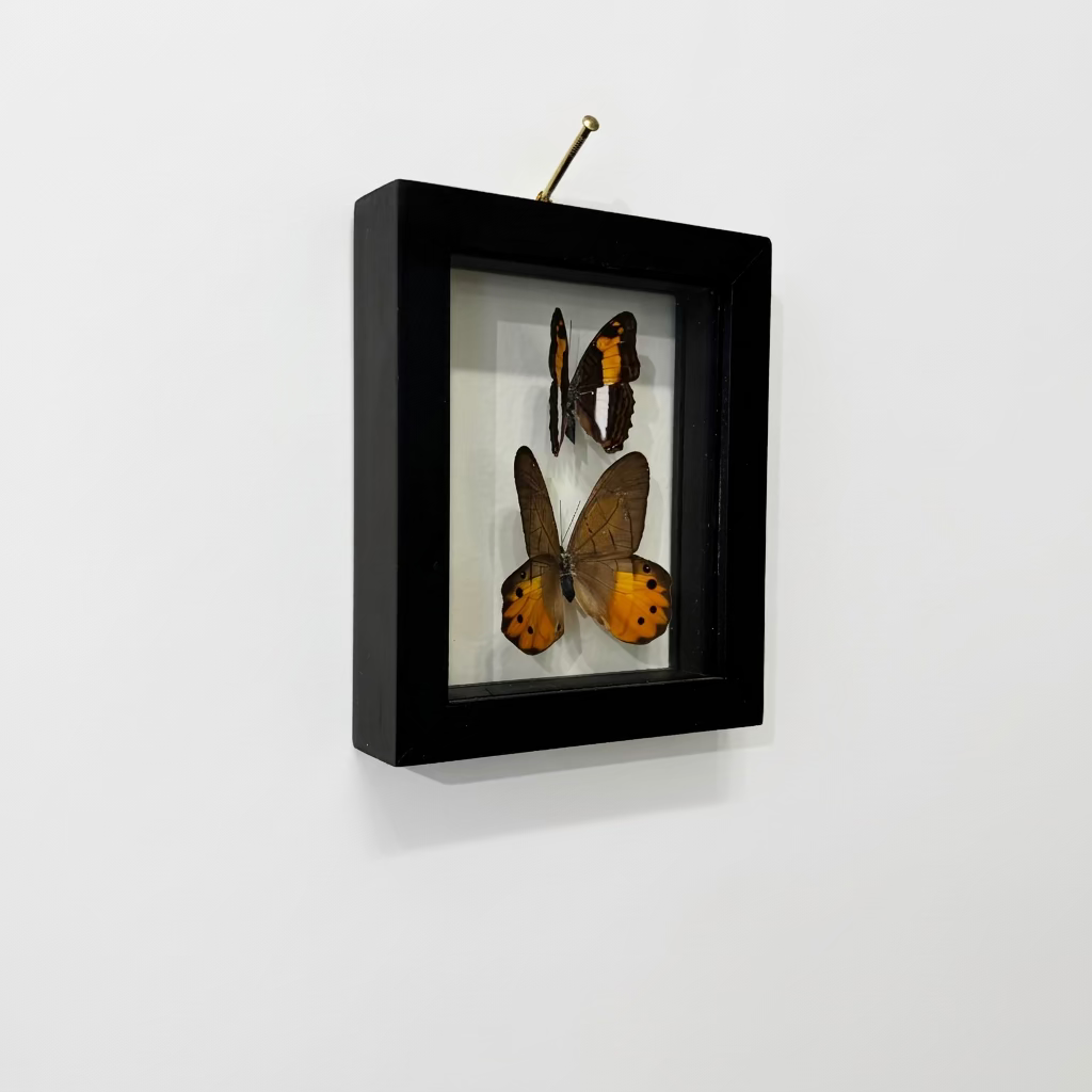 A black shadow box frame displaying three preserved butterfly specimens with orange and black wings, mounted on a white wall.