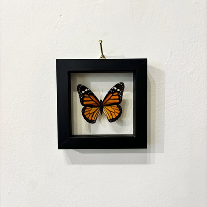 Framed Butterfly | Danaus Plexippus