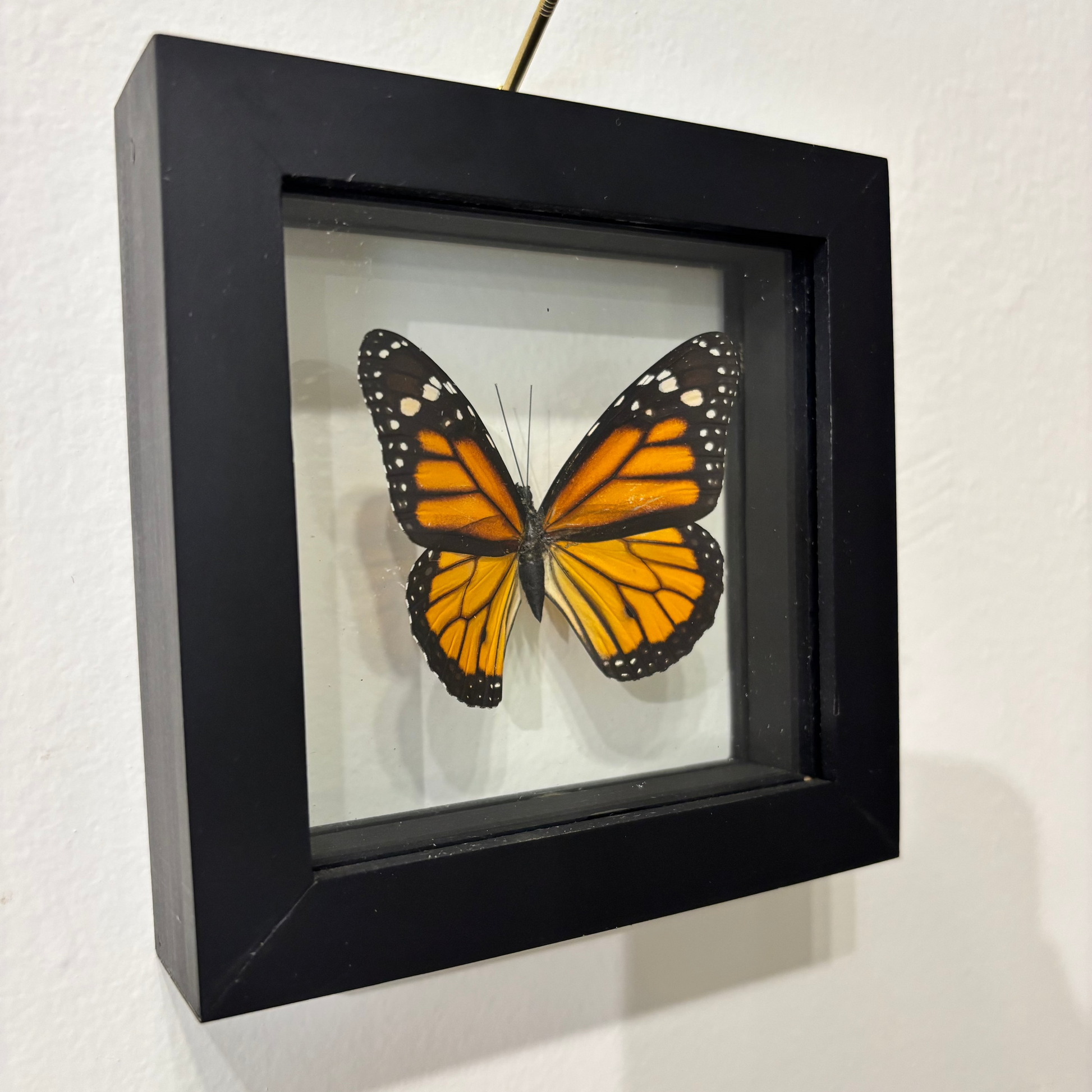 A black shadow box frame displaying a preserved orange and black butterfly, mounted on a white wall with a brass nail visible at the top.