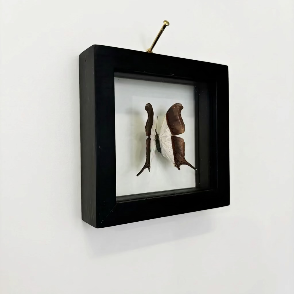 A square black shadow box frame mounted on a white wall, containing a preserved butterfly specimen displayed against a white background.