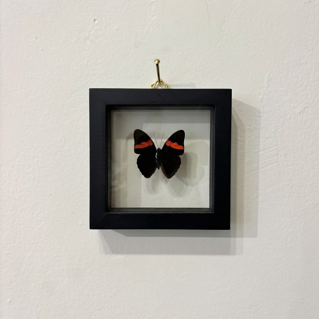 A black square shadow box frame hanging on a textured white wall, containing a preserved butterfly with black wings and bright orange-red bands, suspended by a small gold hook.