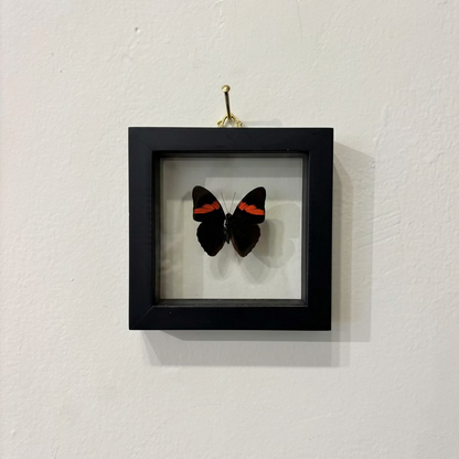 A black square shadow box frame hanging on a textured white wall, containing a preserved butterfly with black wings and bright orange-red bands, suspended by a small gold hook.