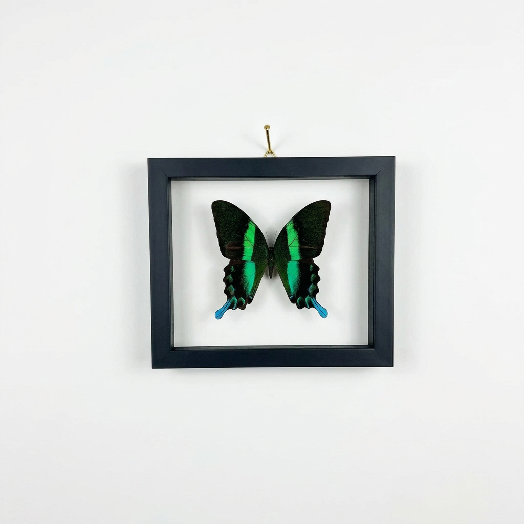 black, green and blue butterfly in a black frame hanging on a white wall.