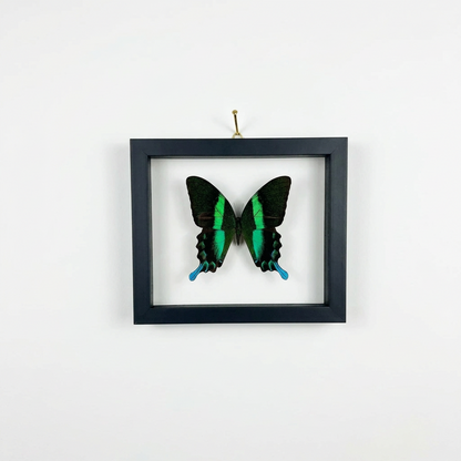 black, green and blue butterfly in a black frame hanging on a white wall.