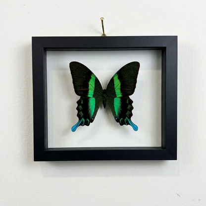 black, green and blue butterfly in a black frame hanging on a white wall.