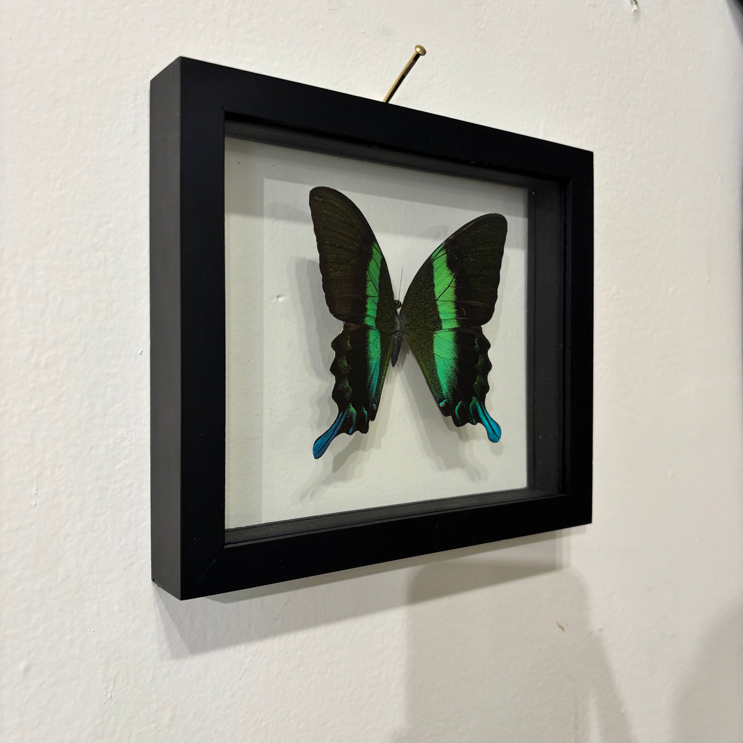 black, green and blue butterfly in a black frame hanging on a white wall.