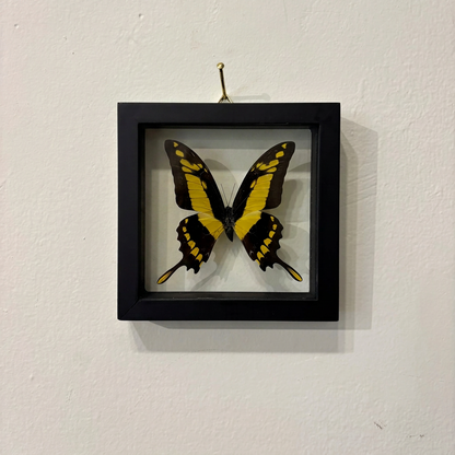 black and yellow butterfly in a black frame hanging on a white wall.