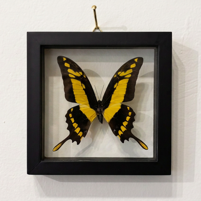 black and yellow butterfly in a black frame hanging on a white wall.