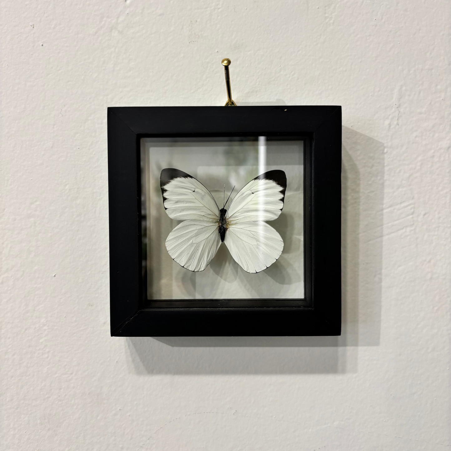 small white and black butterfly inside black frame on a white background